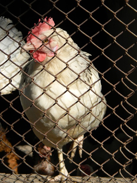 項目吸引眼 項目吸引眼